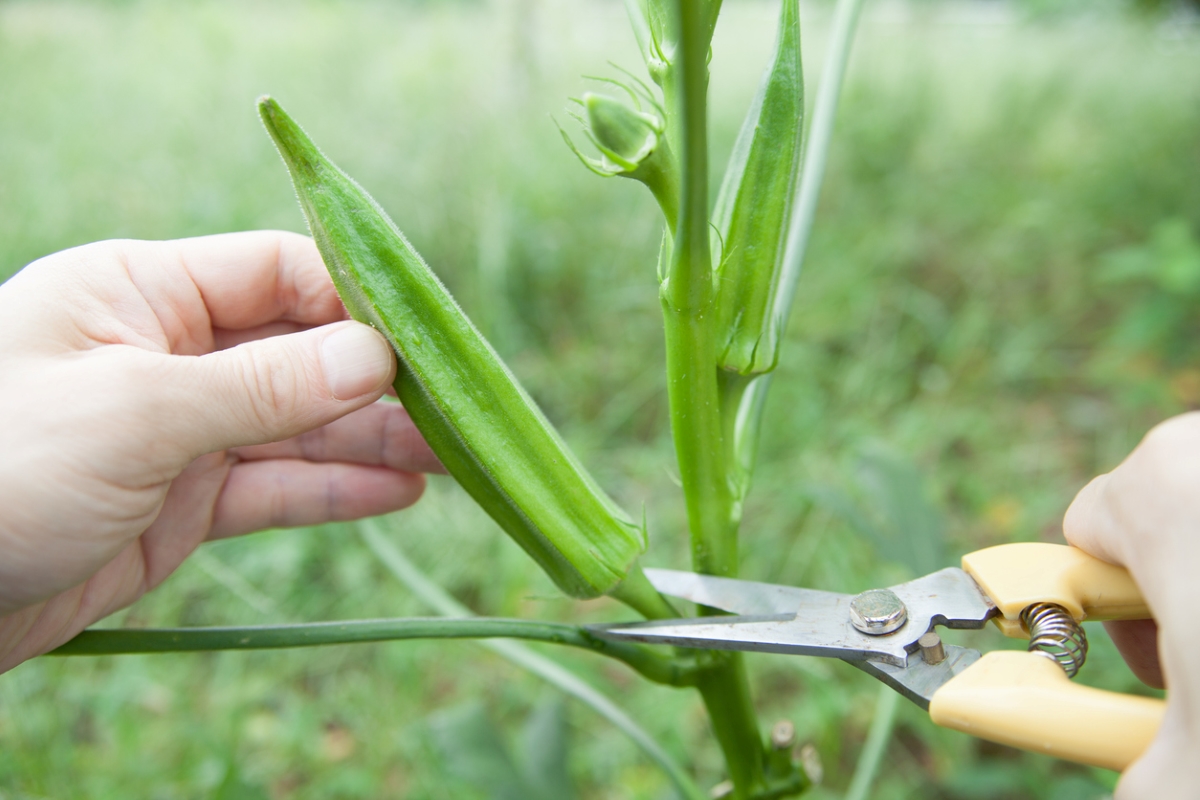 A gardener is using shears to harvest okra from the plant.
