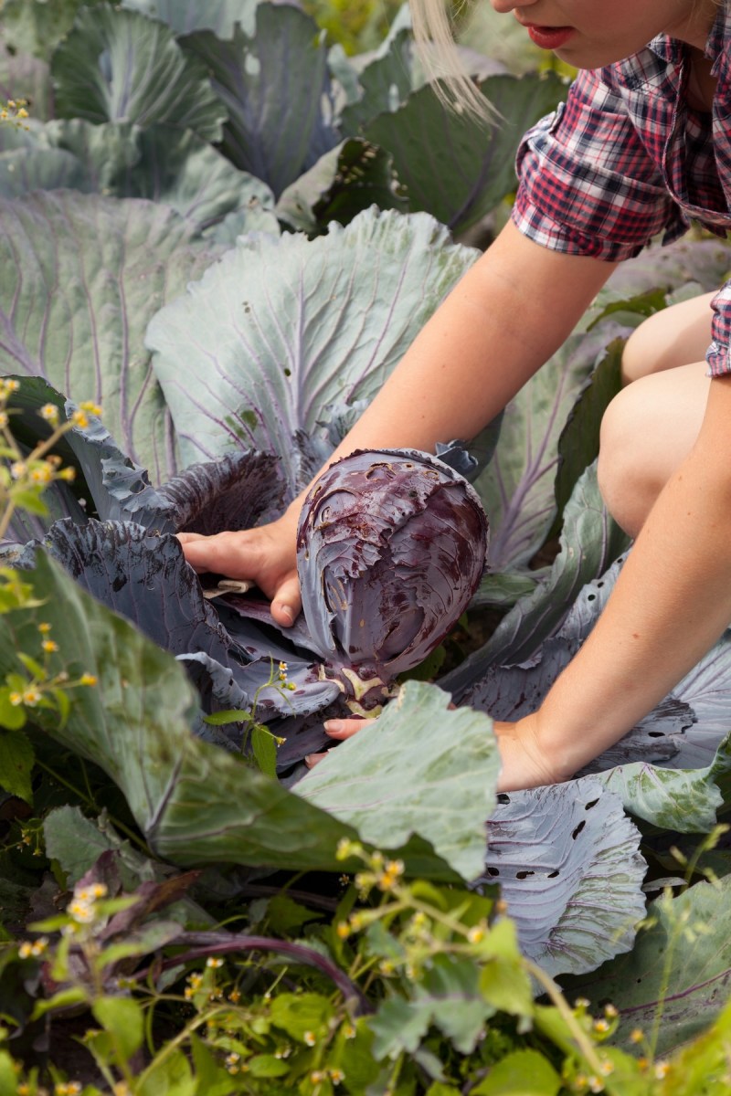 A person harvesting red cabbage in their home garden.