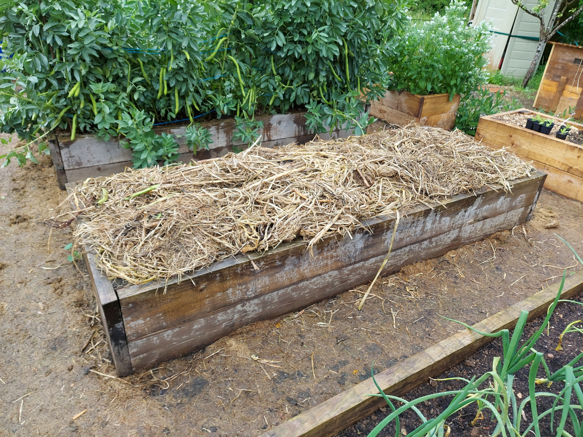 A raised garden bed sits ready for planting after having its soil fully covered with straw.