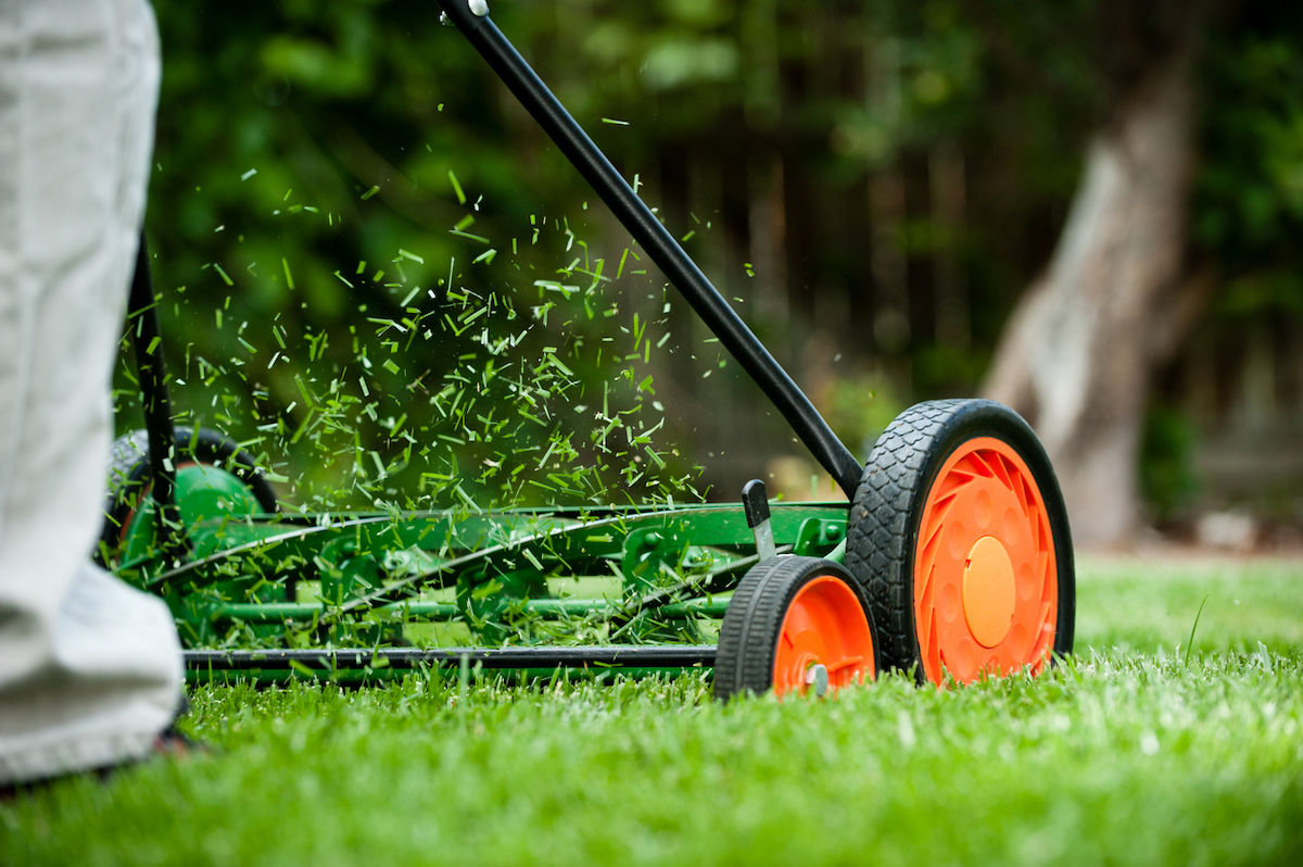 A person is mowing their lawn with a reel lawn mower with grass clippings flying out of it.