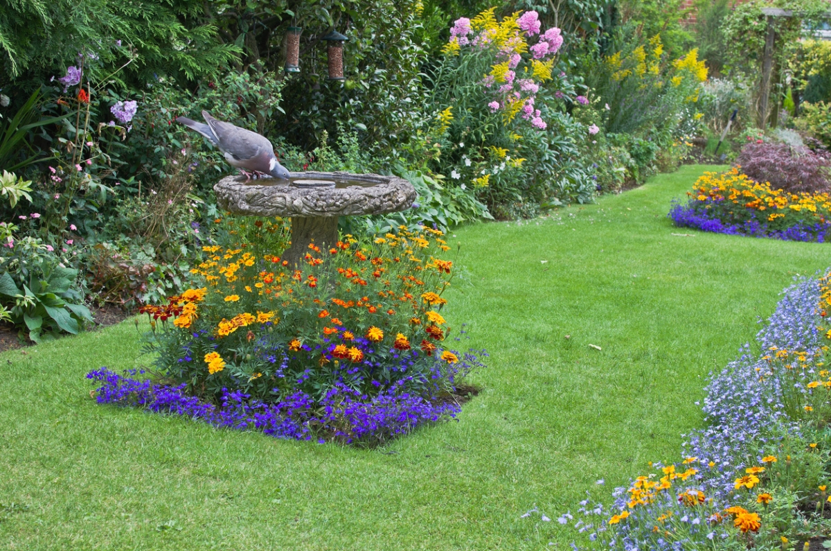 A bird is enjoying a birdbath near many ground level flowers.