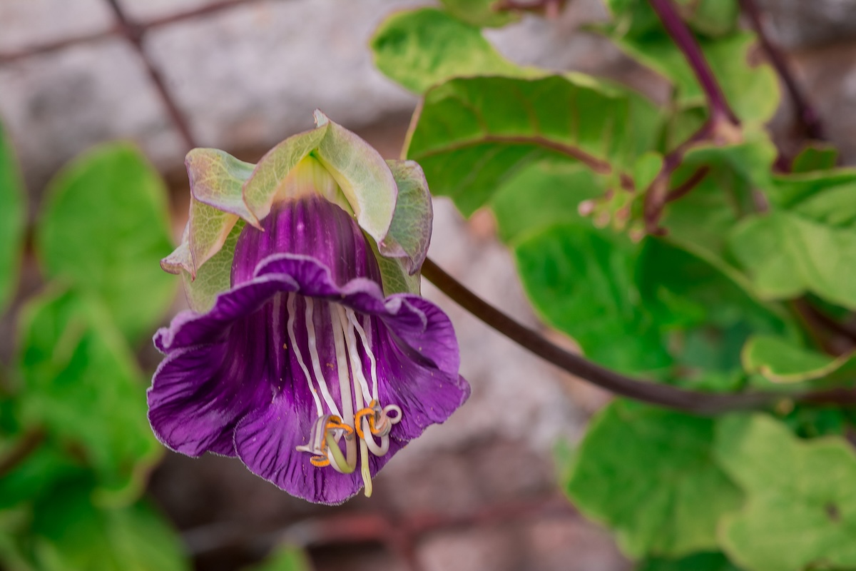 A cup and saucer vine growing in a home landscape in June.