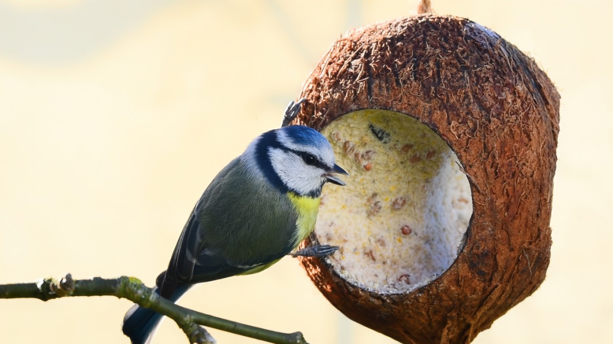 Eurasian blue tit bird perched on an opened coconut.