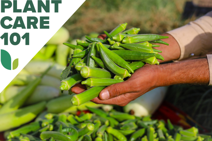 A person holding a bunch of okra harvested from a home garden.