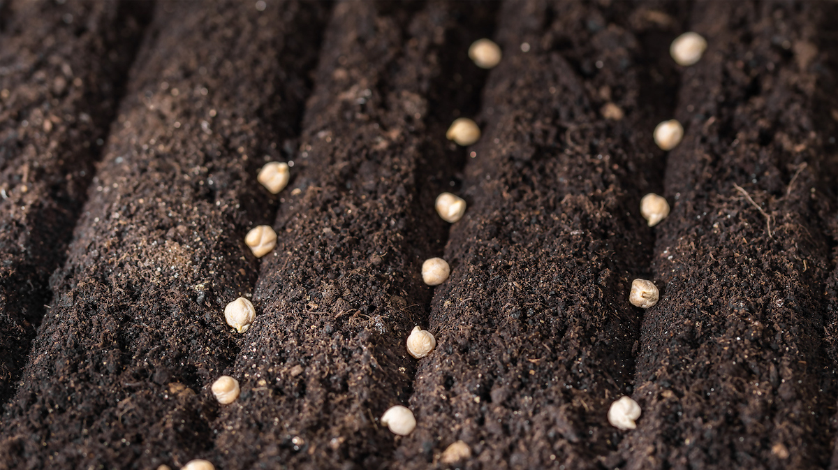 Chickpea seeds have been planted in rows in dark soil.