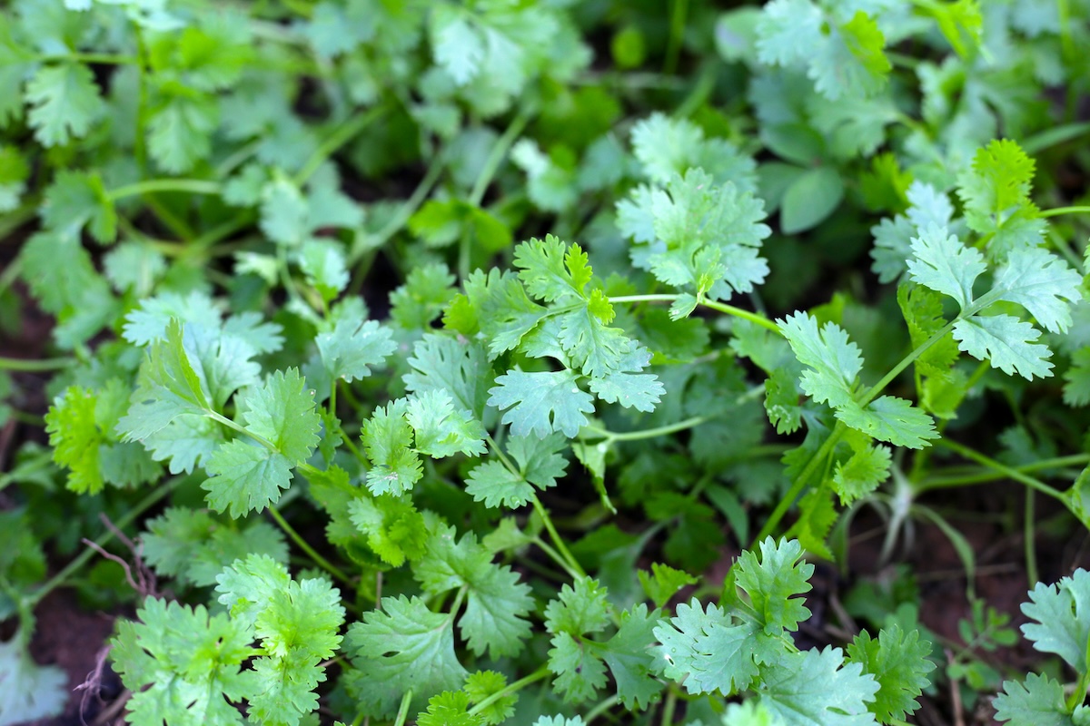 Cilantro growing in a home garden in June.