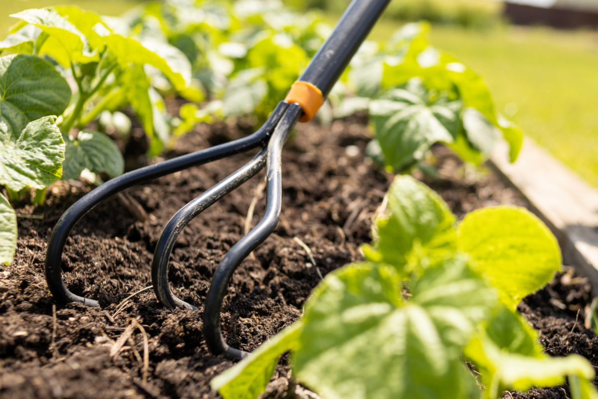 A small tiller is run between the soil that separates maturing cucumber plants in a raised garden bed.