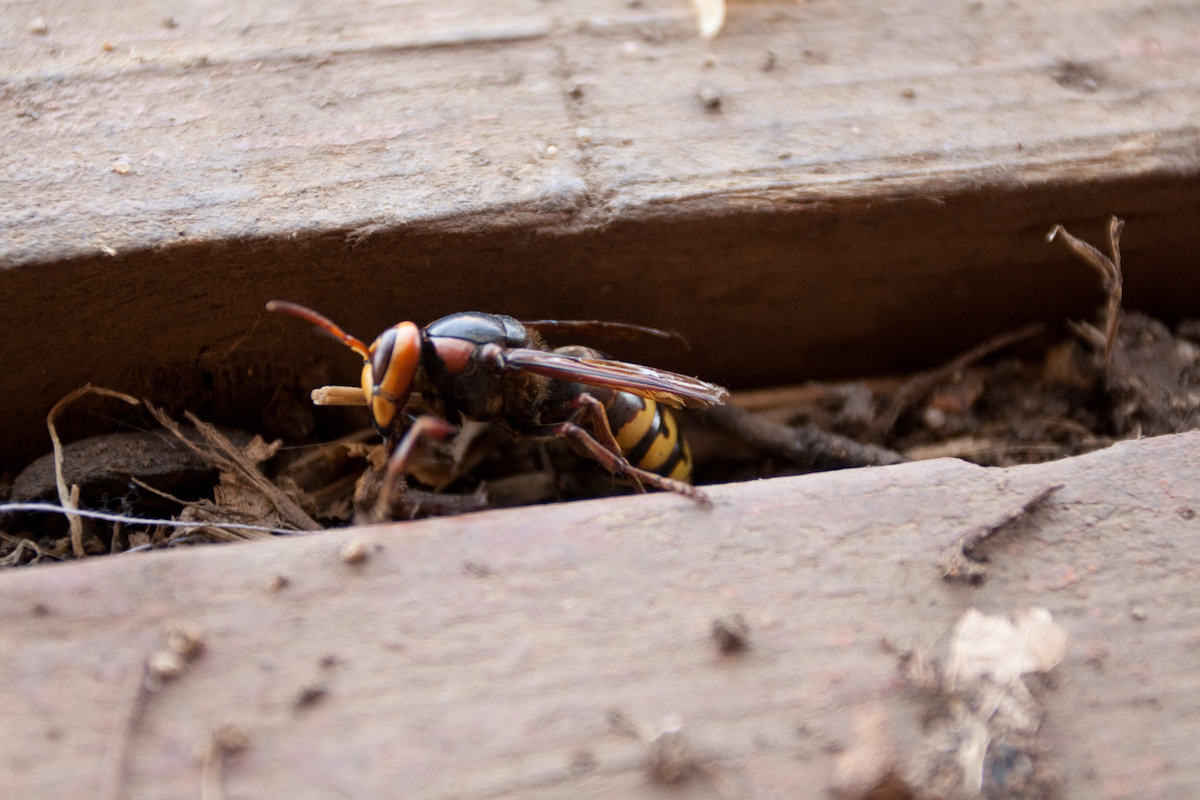 A wasp crawls across a wooden deck.