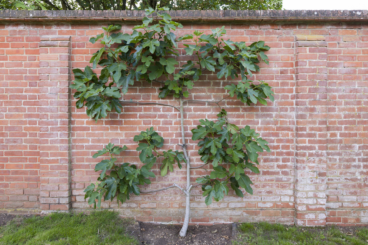 A young fig tree is growing in front of a brick wall inside a garden.