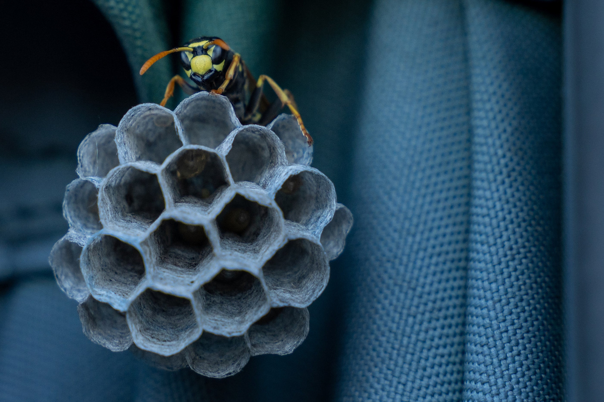 A wasp is standing on a small nest located in a vehicle seat.