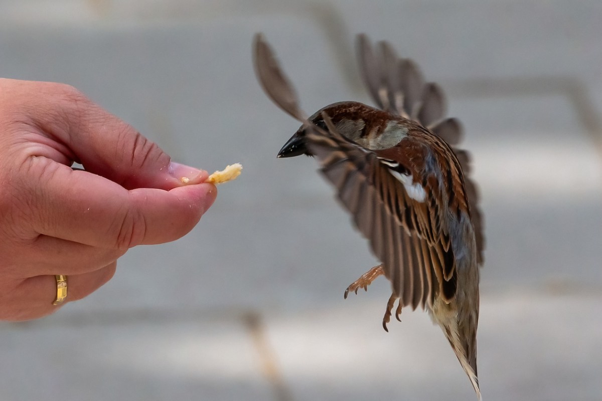 Sparrow in the air with open wings collecting food from a person's hand.