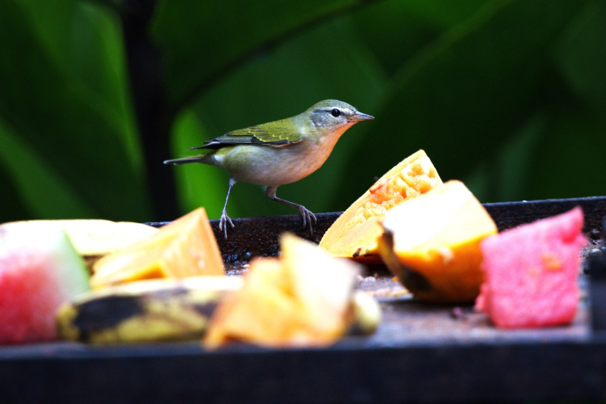A Tennessee warbler perches on a feeder.