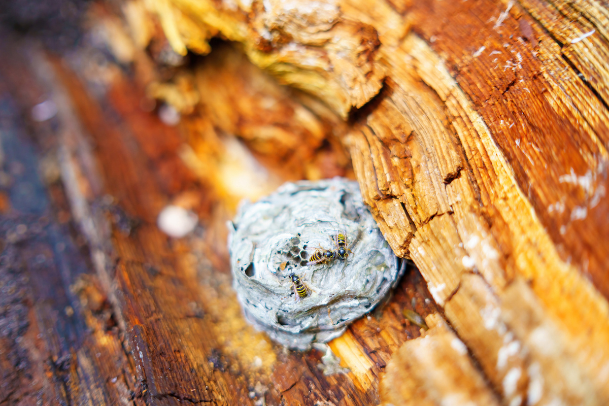 Several wasps are crawling on a small wasp nest on a tree trunk.