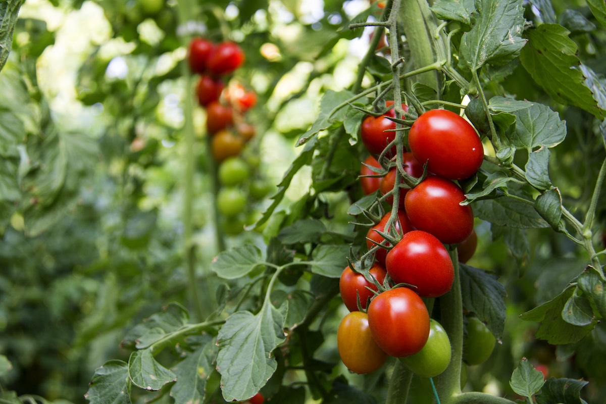 Tomato plants growing in a home garden in June.