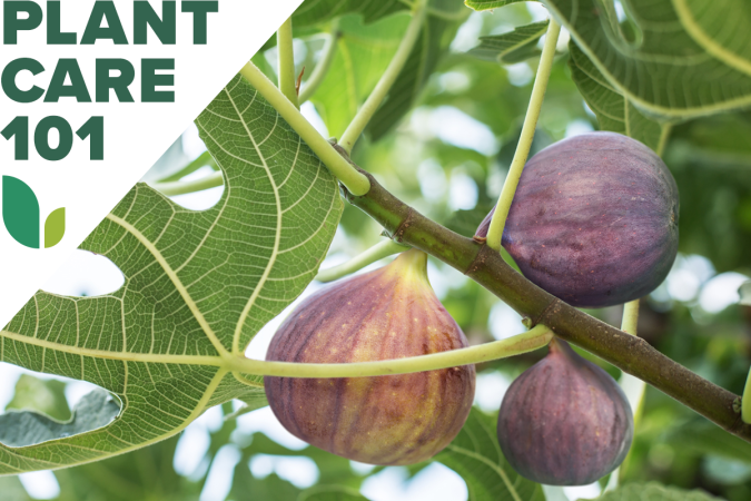 A fig tree in a residential yard with a graphic overlay that says Plant Care 101.