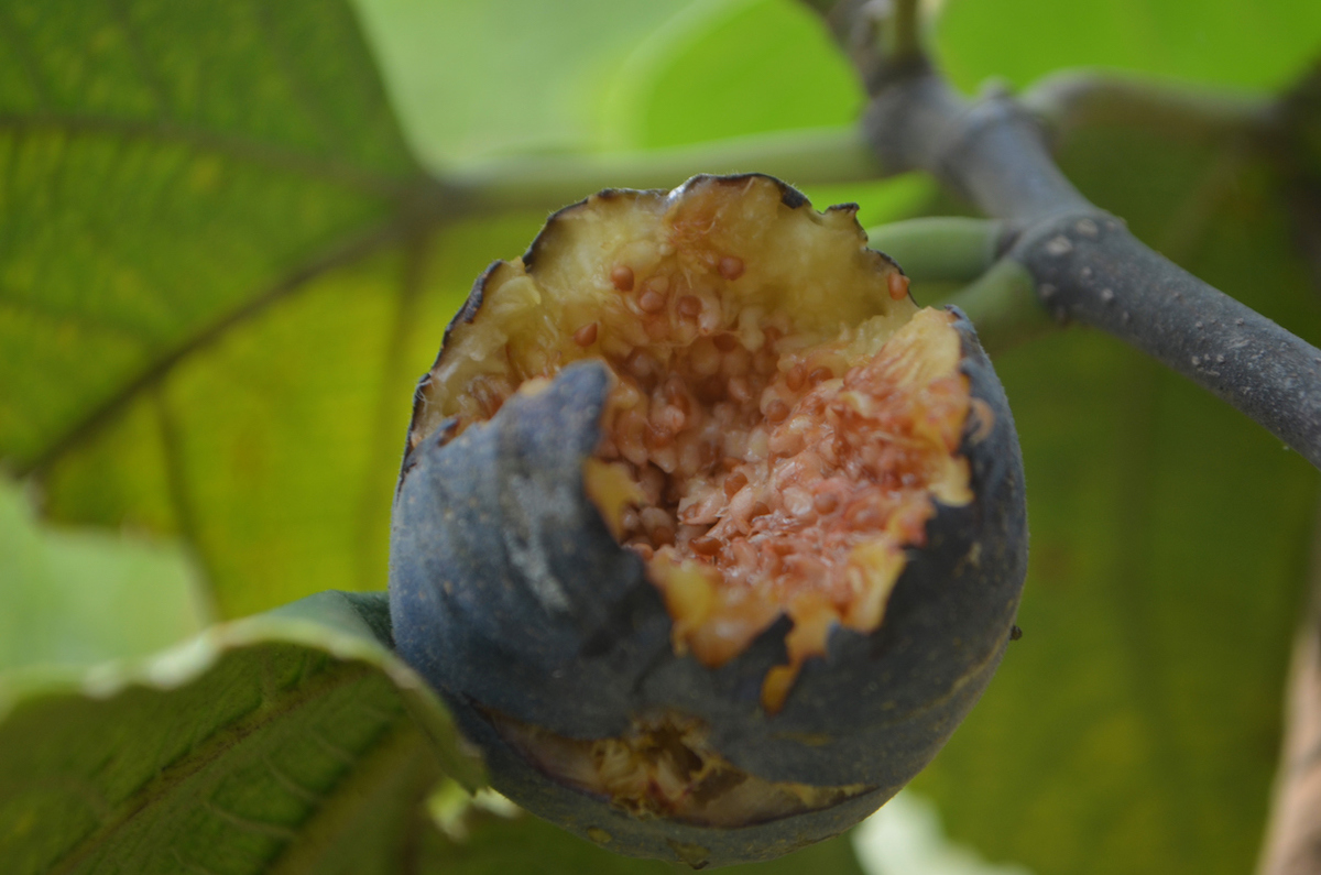 A fig in a tree is partly eaten by a bird.