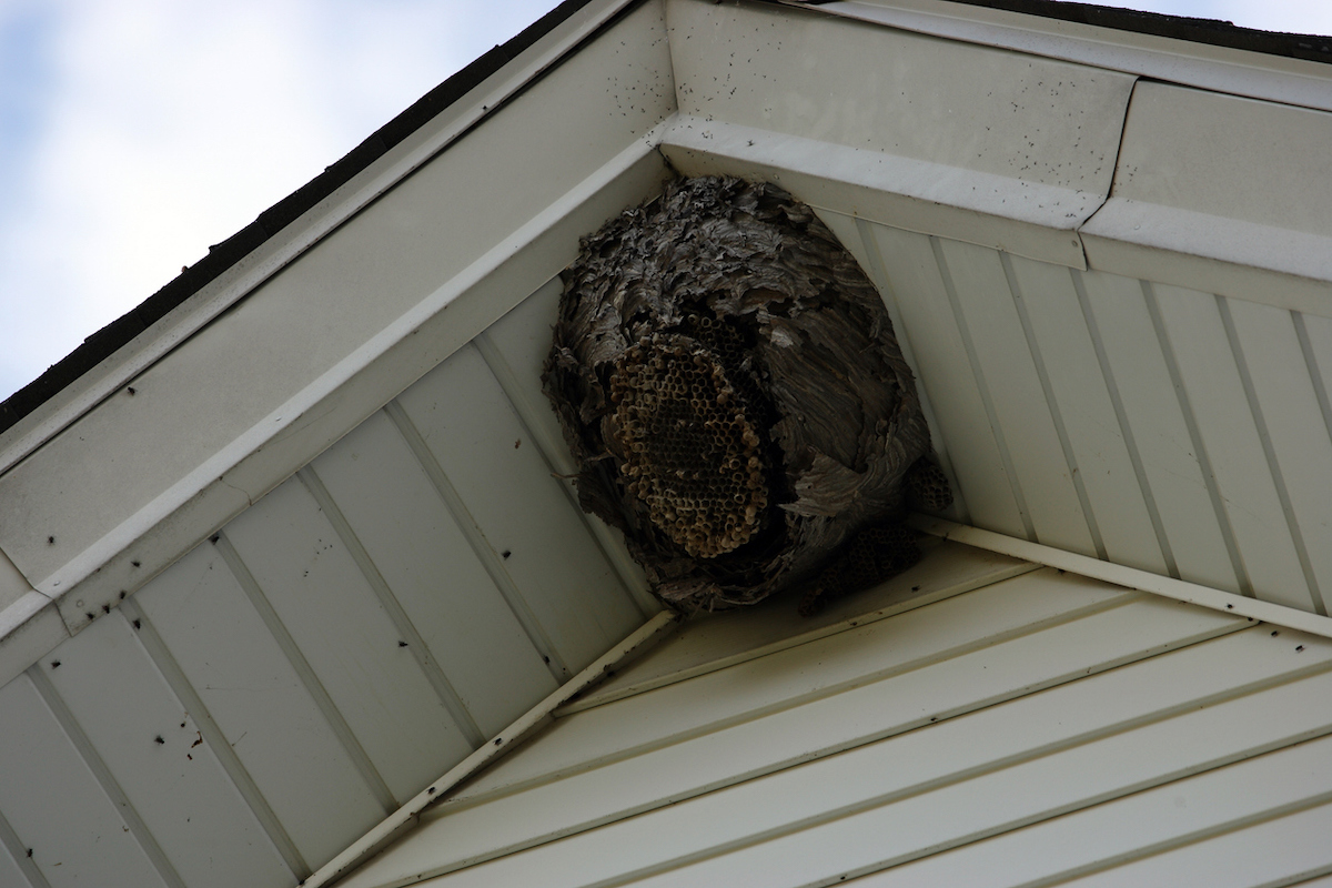A wasp nest hangs under the eaves of a home.