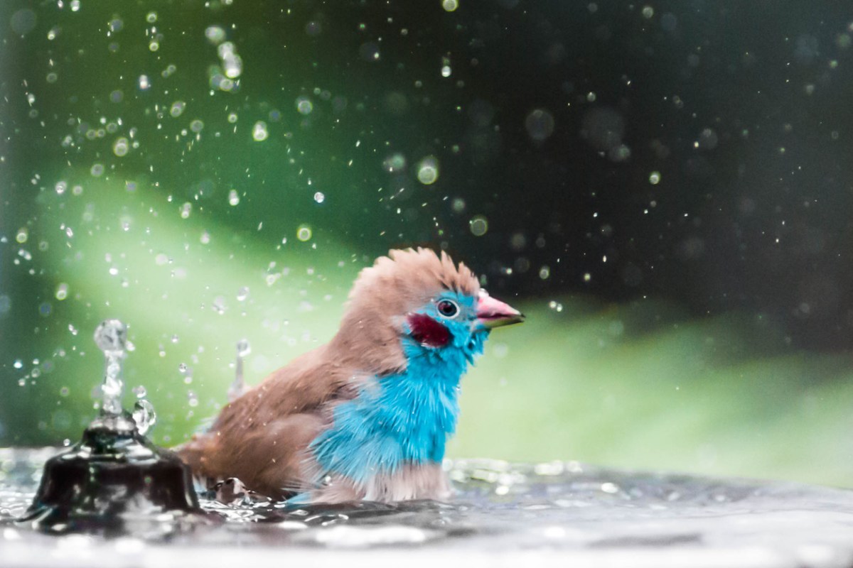 Red cheeked cordon bleu is splashing in the bird bath.