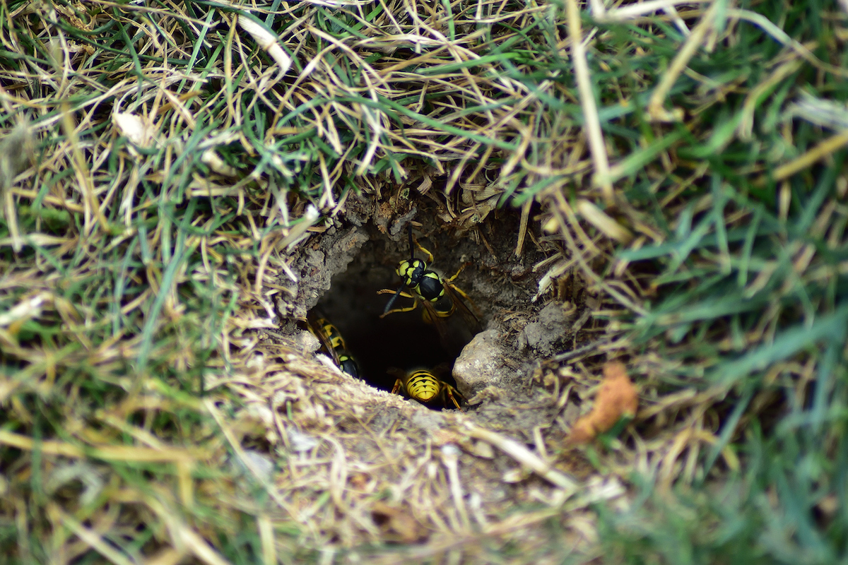Wasps are entering and exiting a nest in a hole underground.