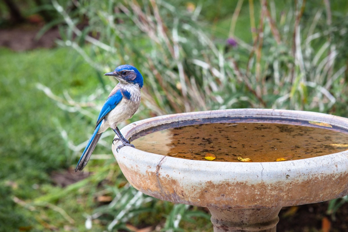A blue, white and grey feathered California scrub jay is perched on a bird bath rim.