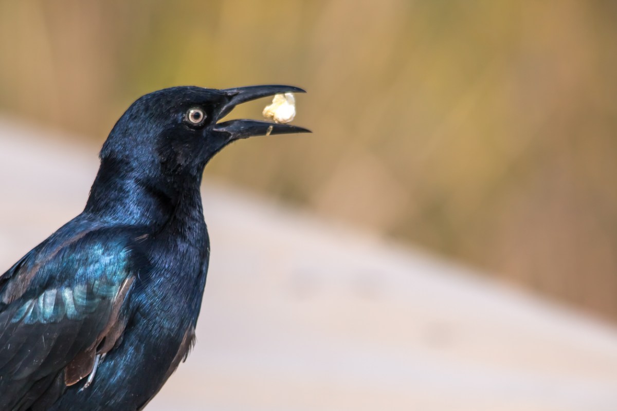 The male Brewer's Blackbird eating popcorn.