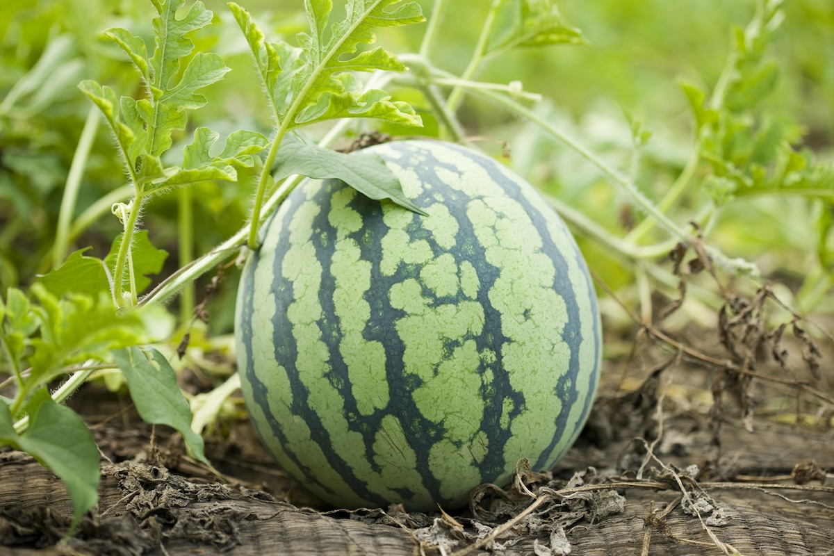 A watermelon growing in a home garden in June.