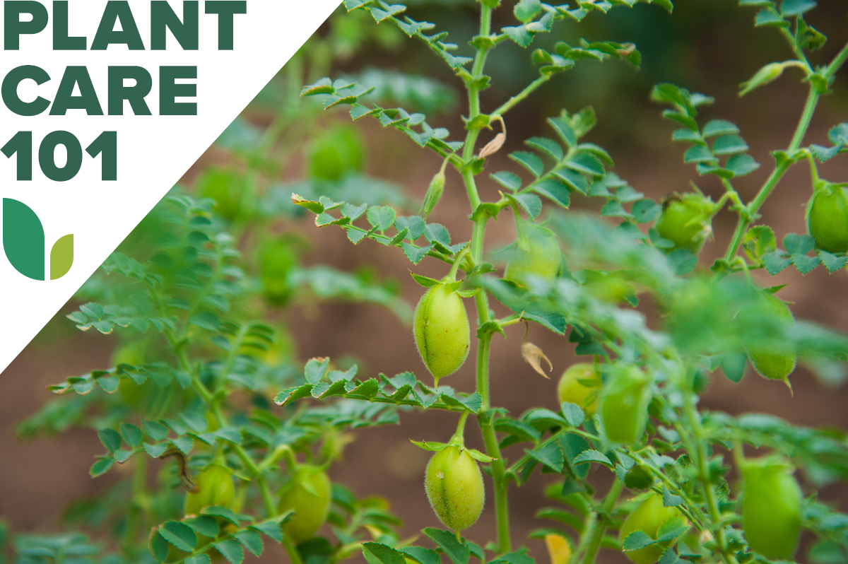 Chickpeas growing in a home garden with a graphic overlay that says Plant Care 101.