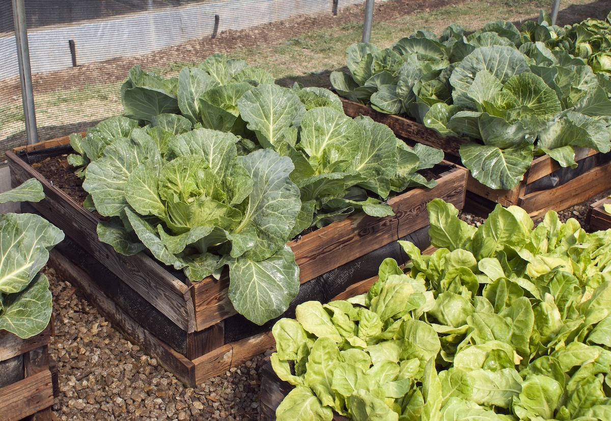 Cabbage growing in a raised garden bed.