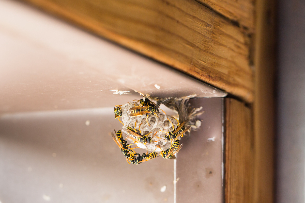 Several wasps are building a small nest in the corner of a garage.