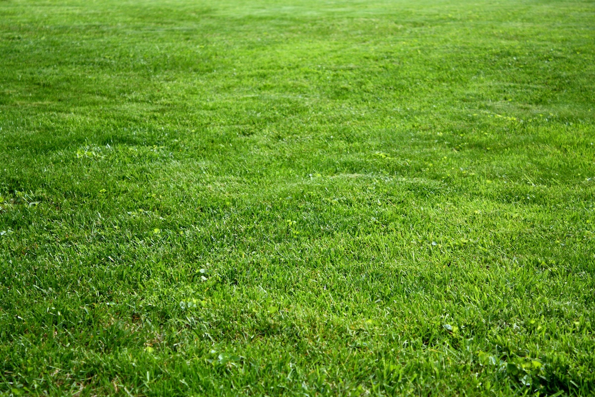 Freshly cut Kentucky Bluegrass lawn for cold-season lawn types.