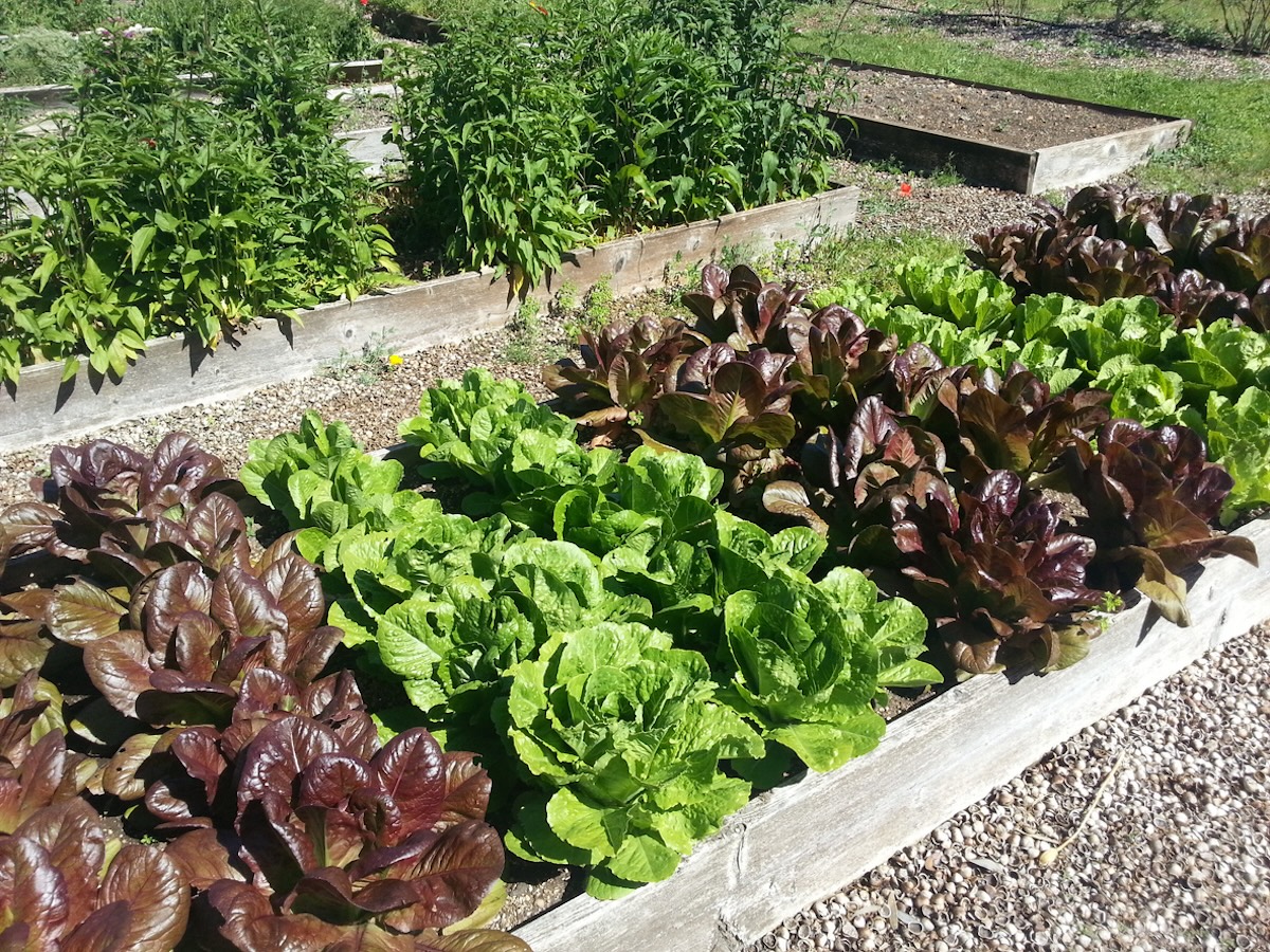 Purple and green lettuce in raised garden bed.