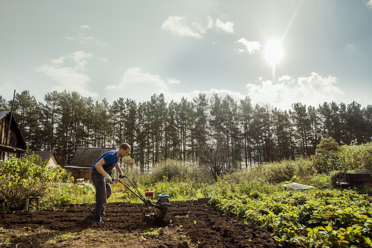 Man using a cultivator in backyard garden.