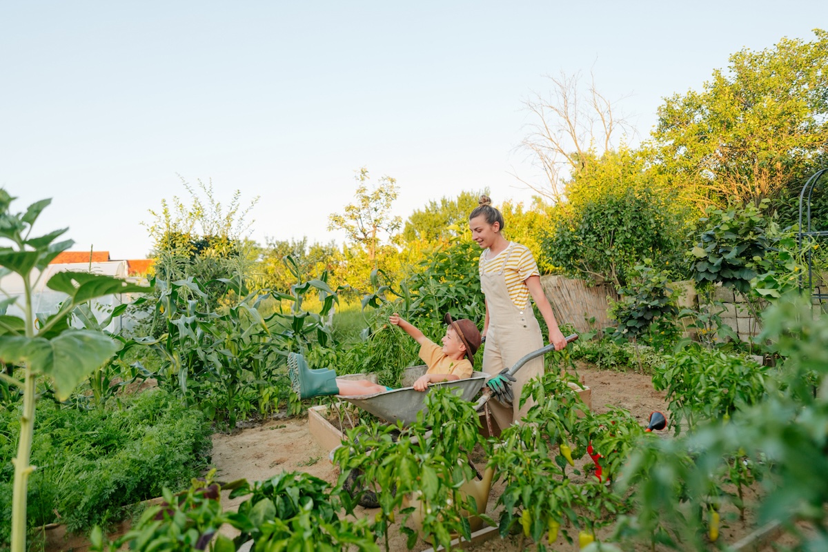 Mother pushes young son through a summertime vegetable garden.