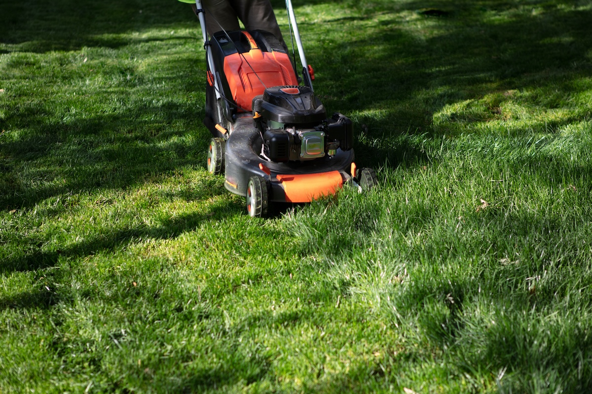 Cutting grass with orange lawnmower.