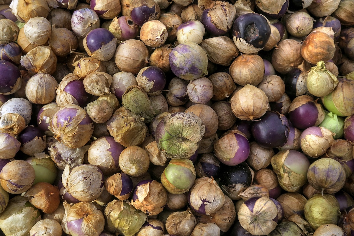 Harvested purple tomatillos gathered together in a pile.