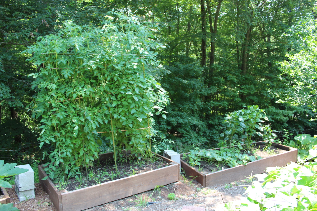 Two wood raised garden beds filled with tomatoes and other plants, under the shade of trees.