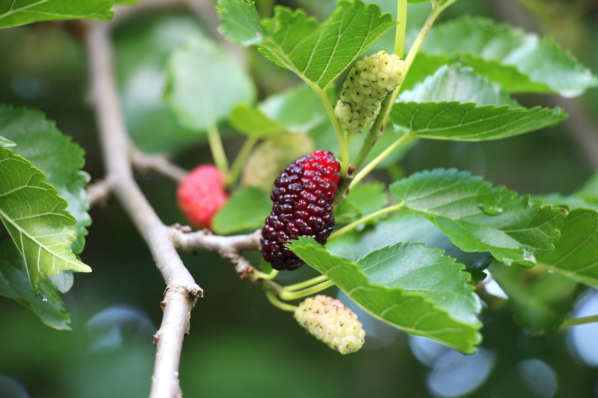 Ripe and unripe mulberries growing on the same branch of a mulberry tree.