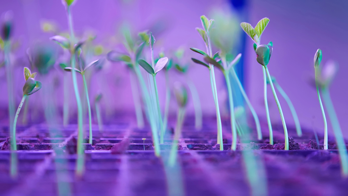 Young seedlings of cucumbers in tray under a purple-hued grow light.