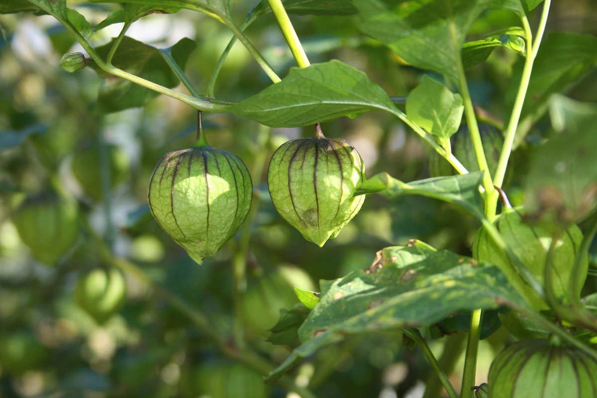 Green tomatillo growing in garden.