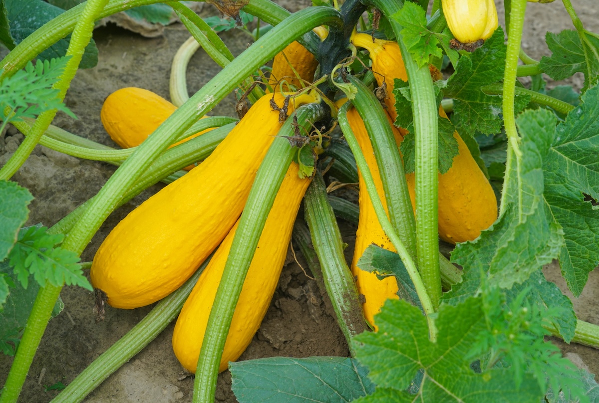 Yellow summer squash in a garden bed.