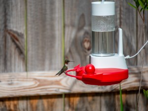 Hummingbird feeding from one of the Best Bird Feeder Cameras