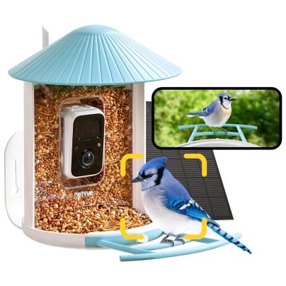 Bluejay on Netvue Birdfy AI Smart Bird Feeder With Camera on white background