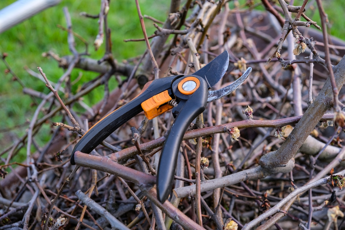 Shears on top of pruned branches.
