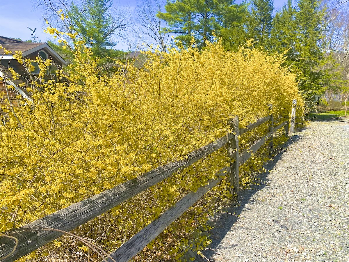 Bright yellow Forsythia. shrubs blooming in a row along a fence.