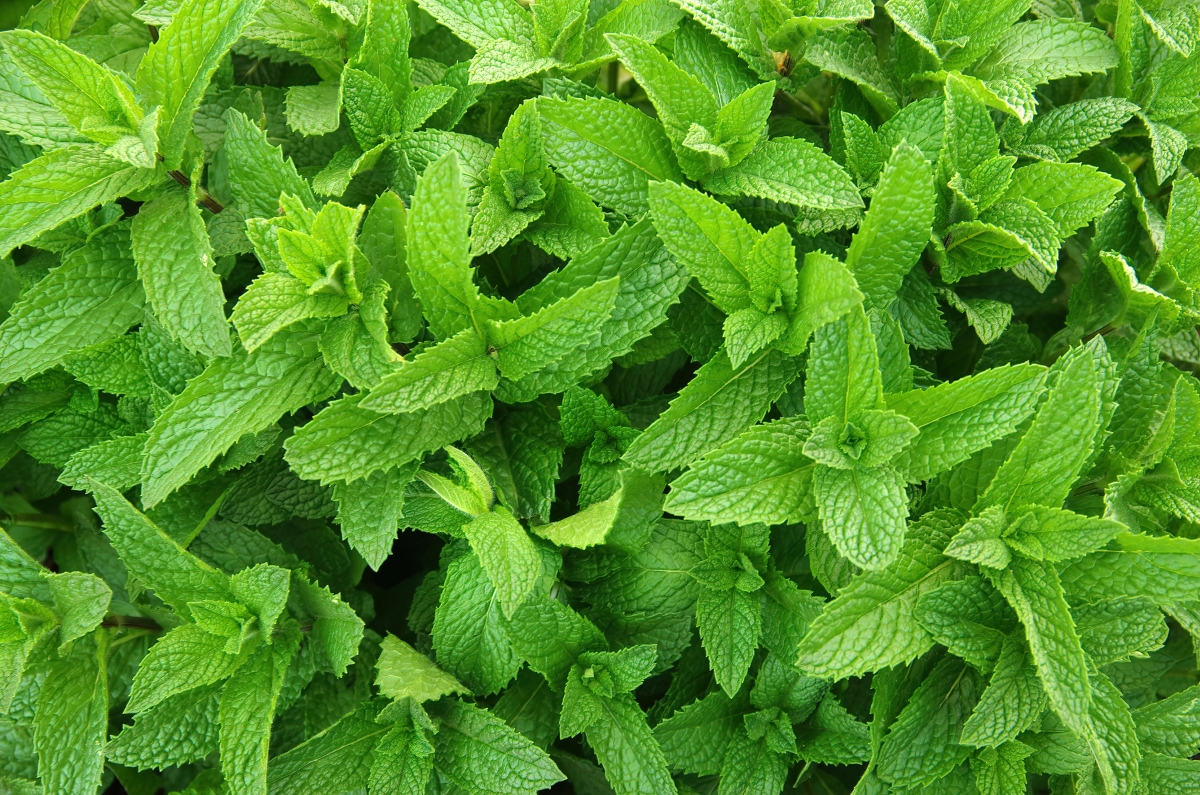 Green mint plant.