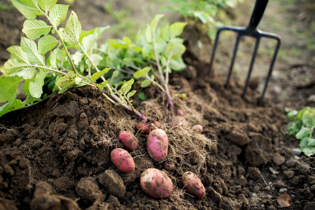 Potatoes harvested from the garden.