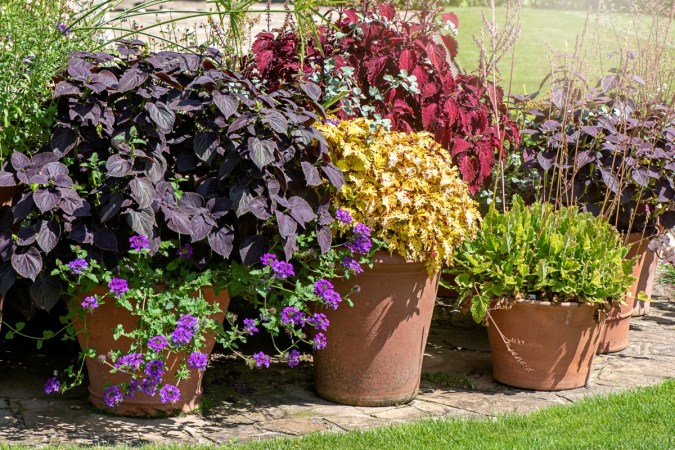 A container garden of various colored perennial plants.