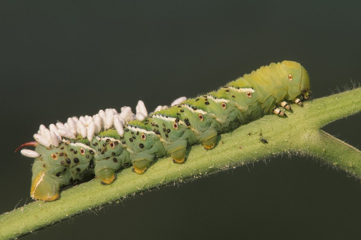 A tomato hornworm or tobacco hornworm with parasitic wasp eggs on its back on a tomato plant.
