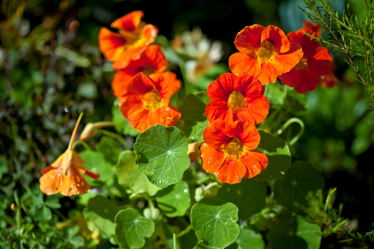 Orange nasturtium flowers with green leaves.