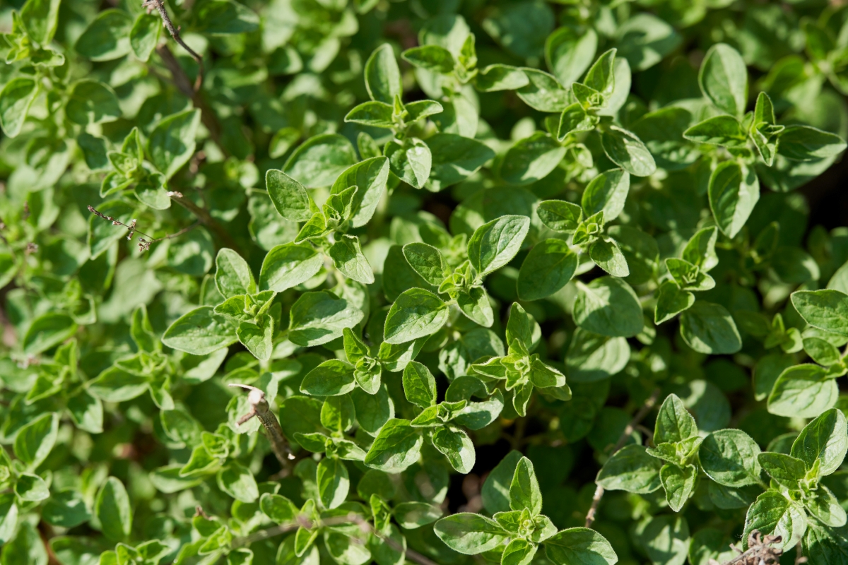 Creeping oregano with green leaves.